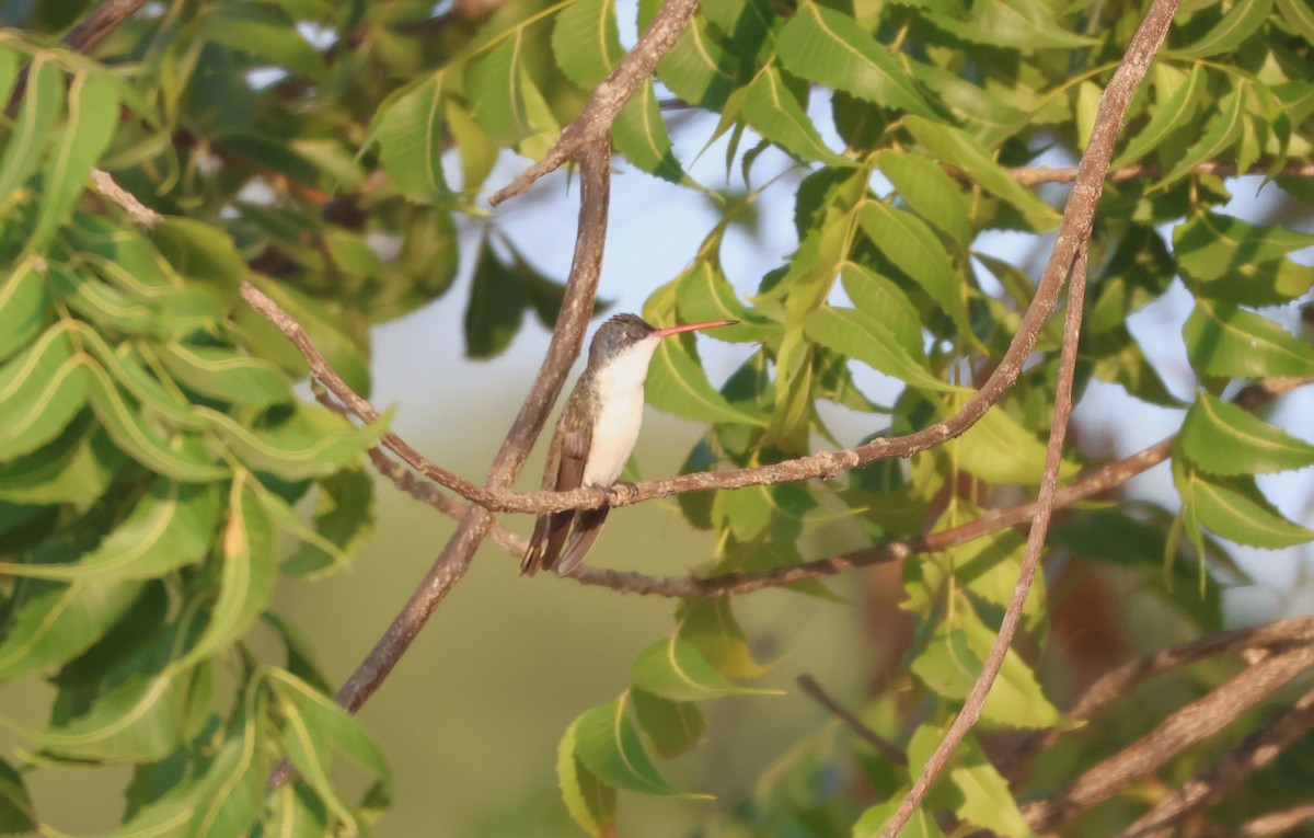 Violet-crowned Hummingbird - ML645815904