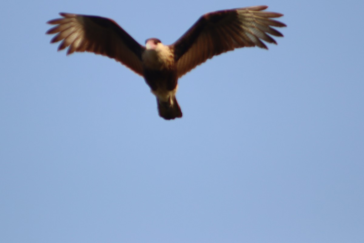 Crested Caracara - ML645815912