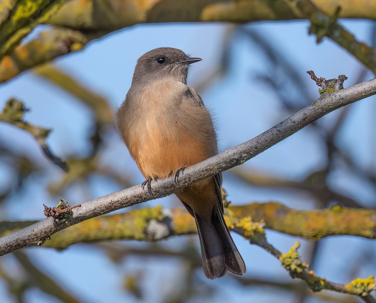 Say's Phoebe - ML645815913