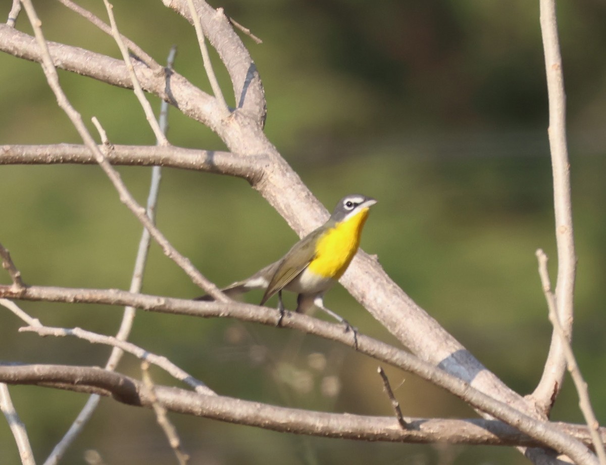 Yellow-breasted Chat - ML645815920