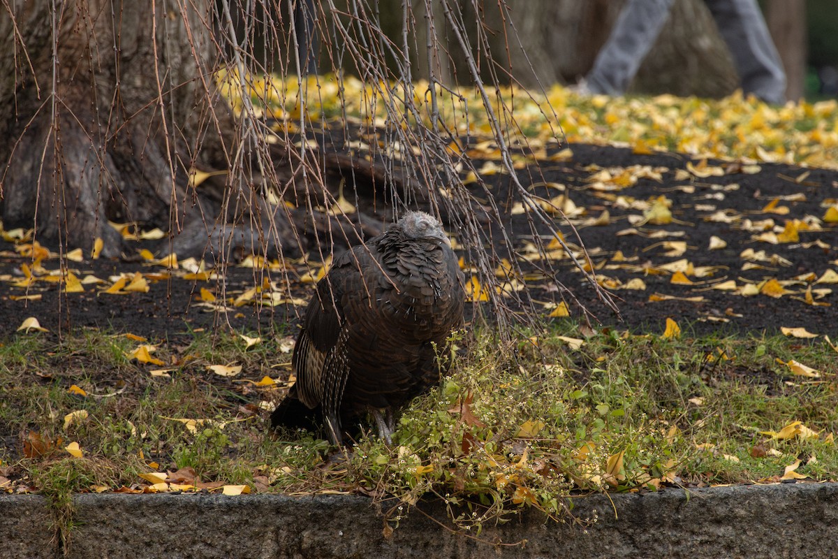 Wild Turkey - ML645815921