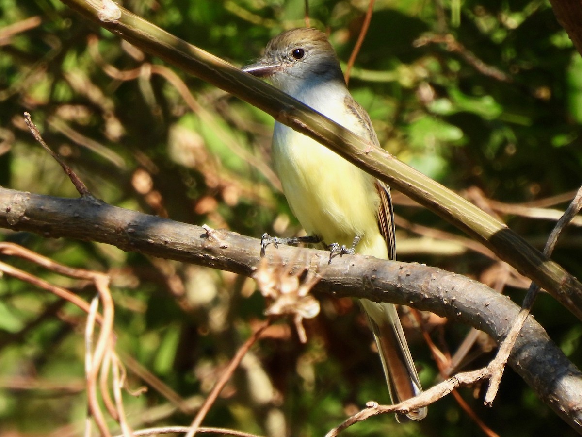 Nutting's Flycatcher - ML645815923