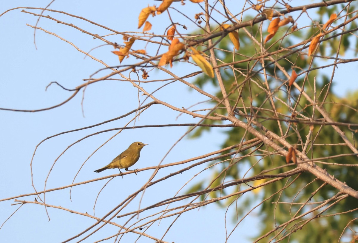 Orange-crowned Warbler - ML645815933
