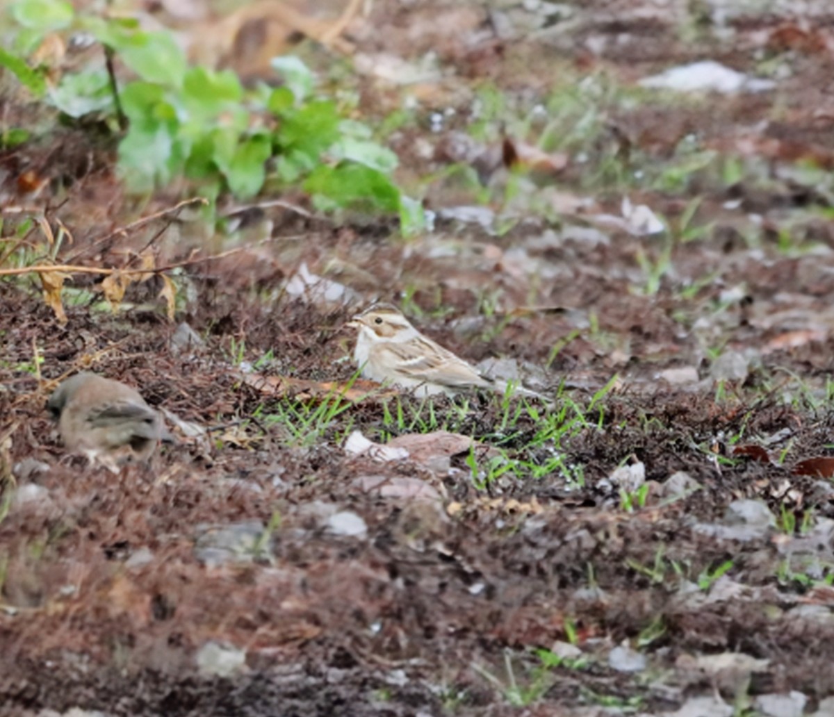 Clay-colored Sparrow - ML645815936