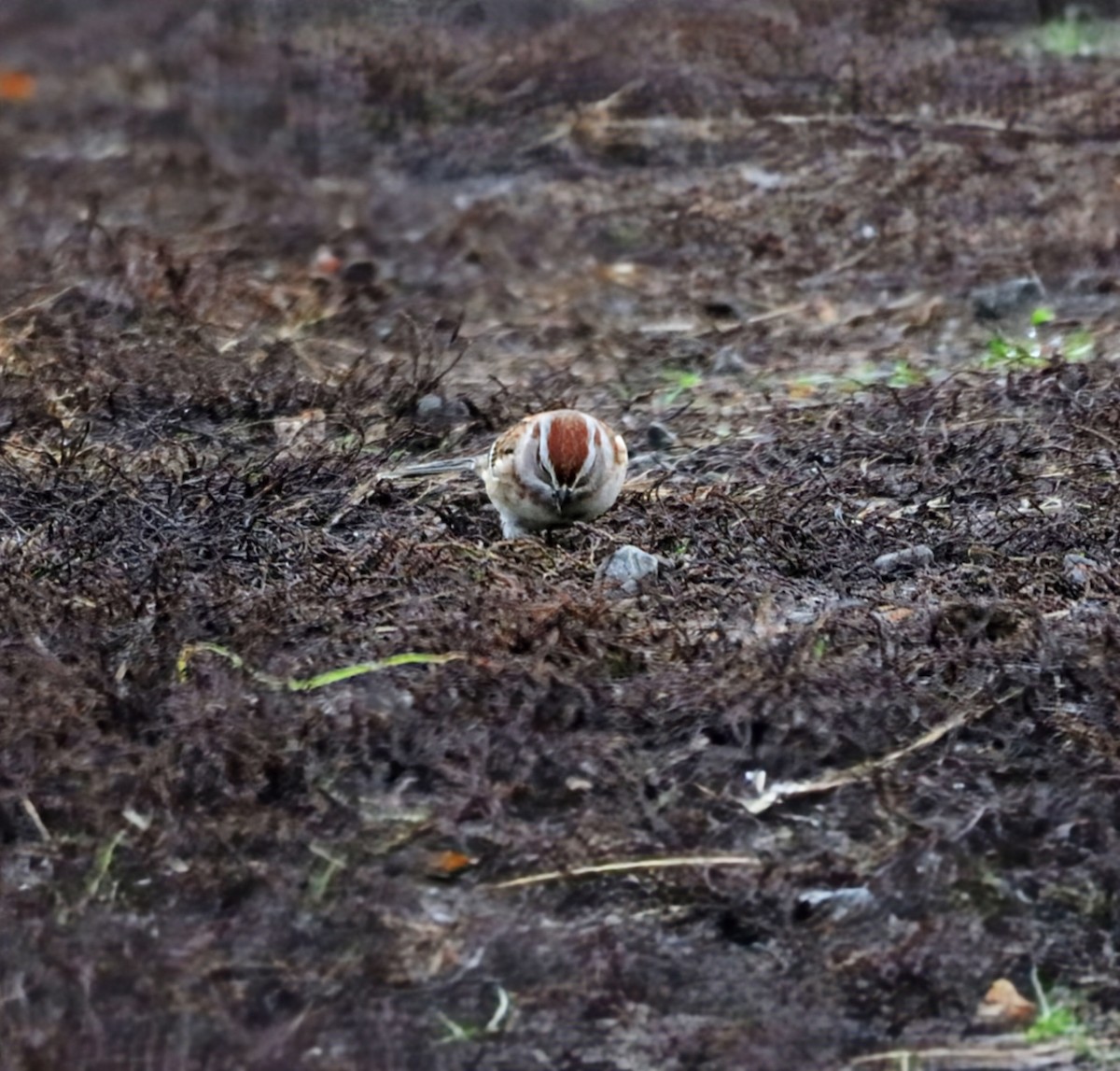 American Tree Sparrow - ML645815939