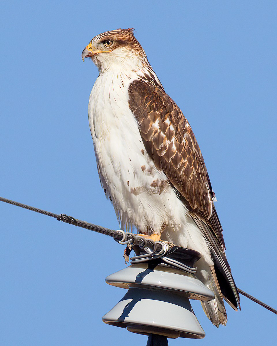 kongevåk - ML645815944