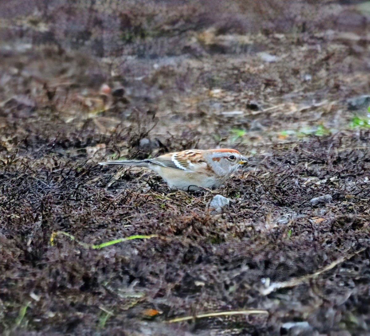 American Tree Sparrow - ML645815945