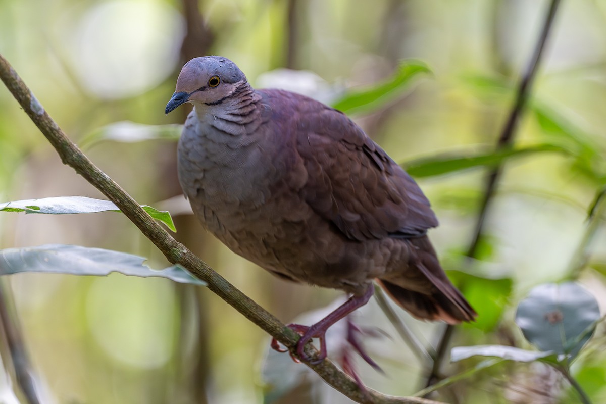 White-throated Quail-Dove - ML645815950