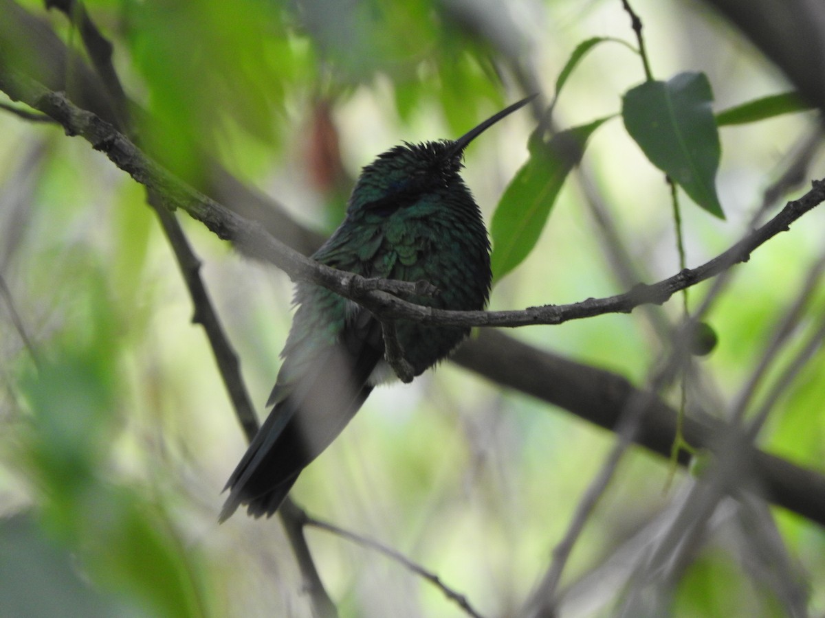 fiolørekolibri - ML645815955