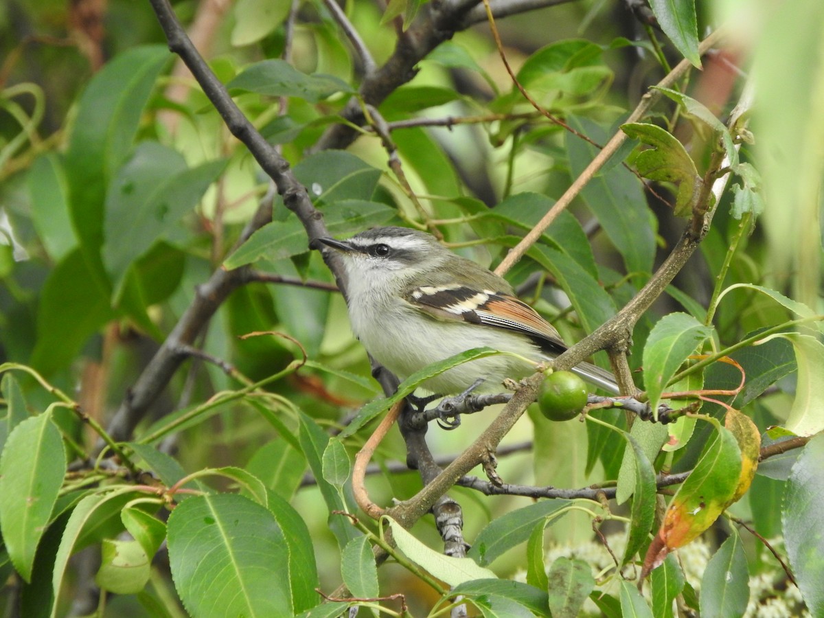 Rufous-winged Tyrannulet - ML645815959