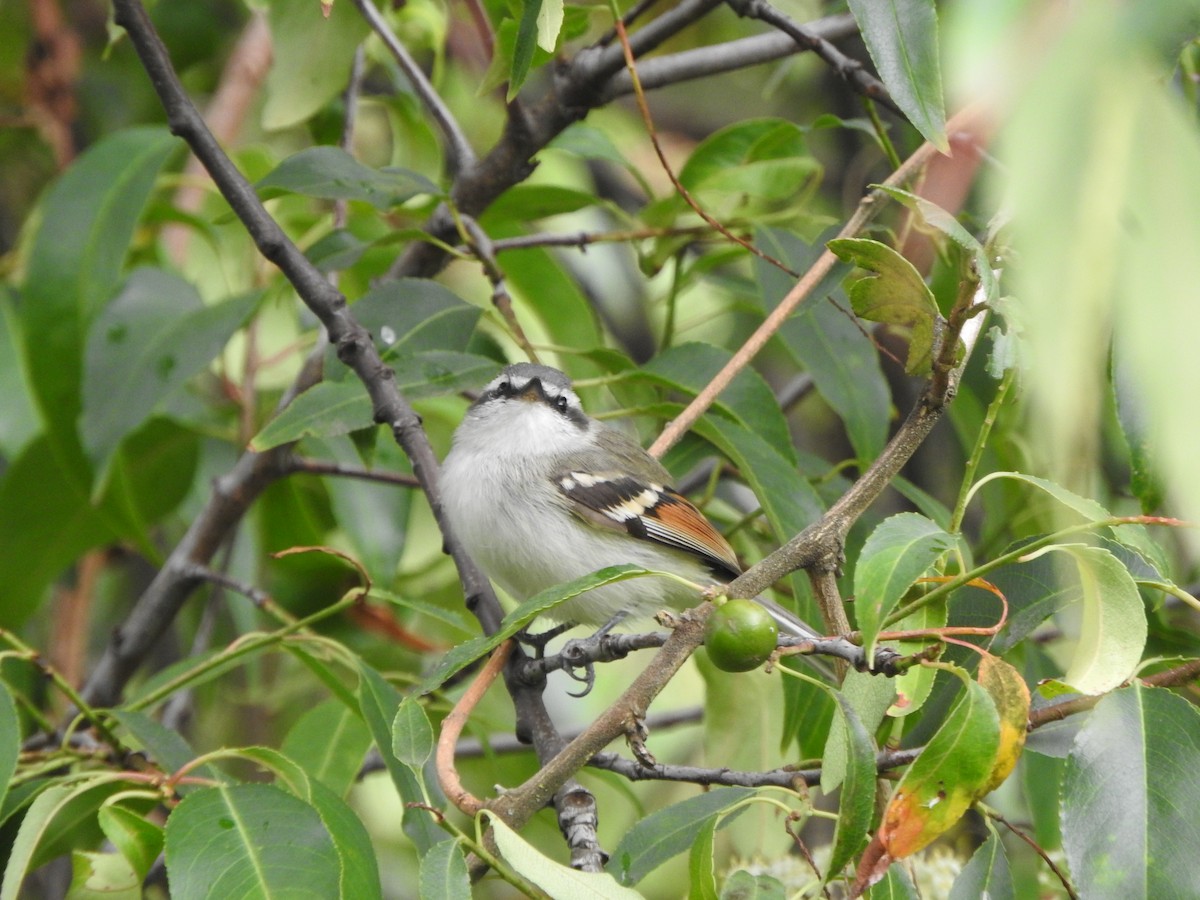 Rufous-winged Tyrannulet - ML645815960