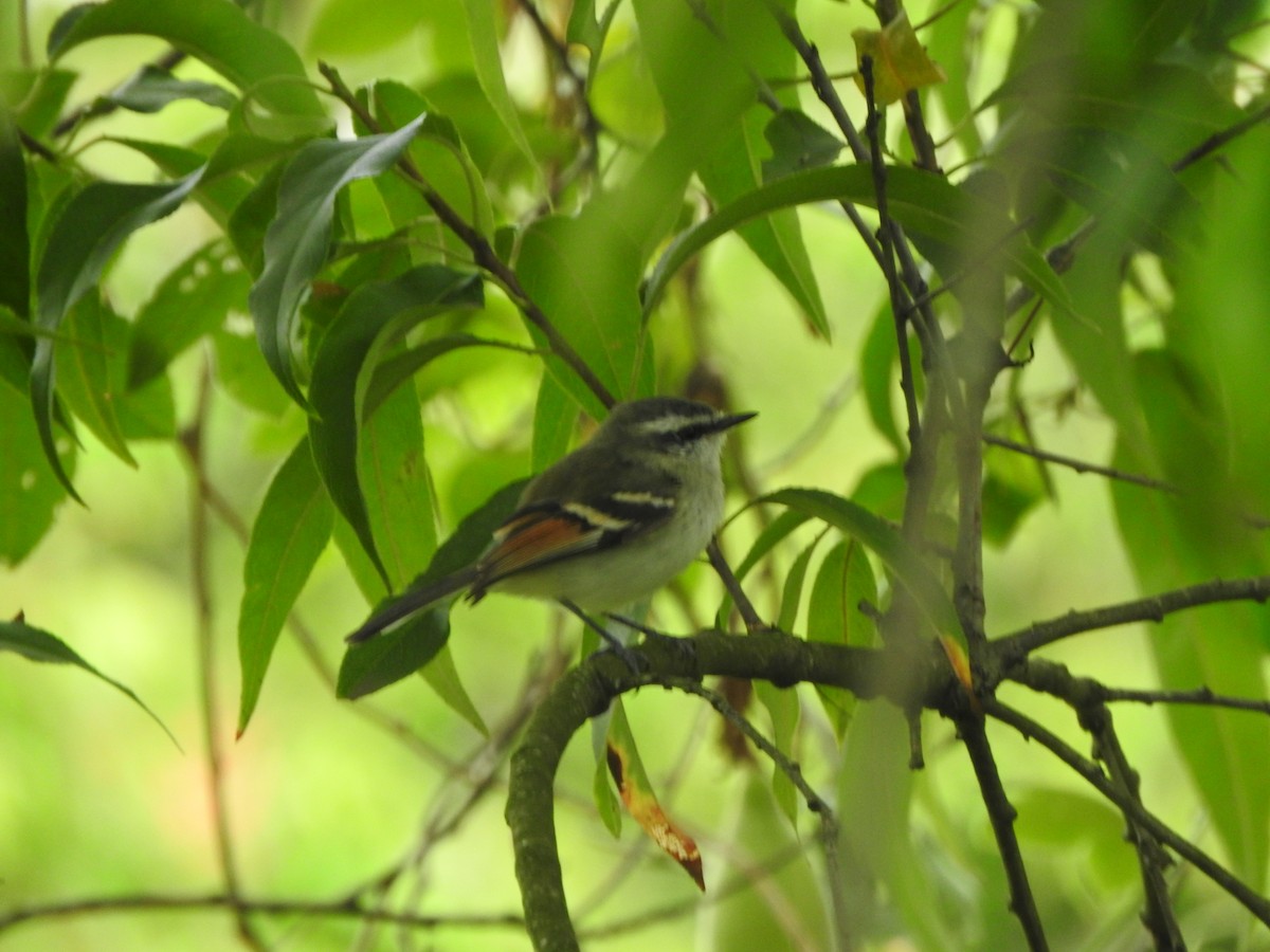 Rufous-winged Tyrannulet - ML645815961