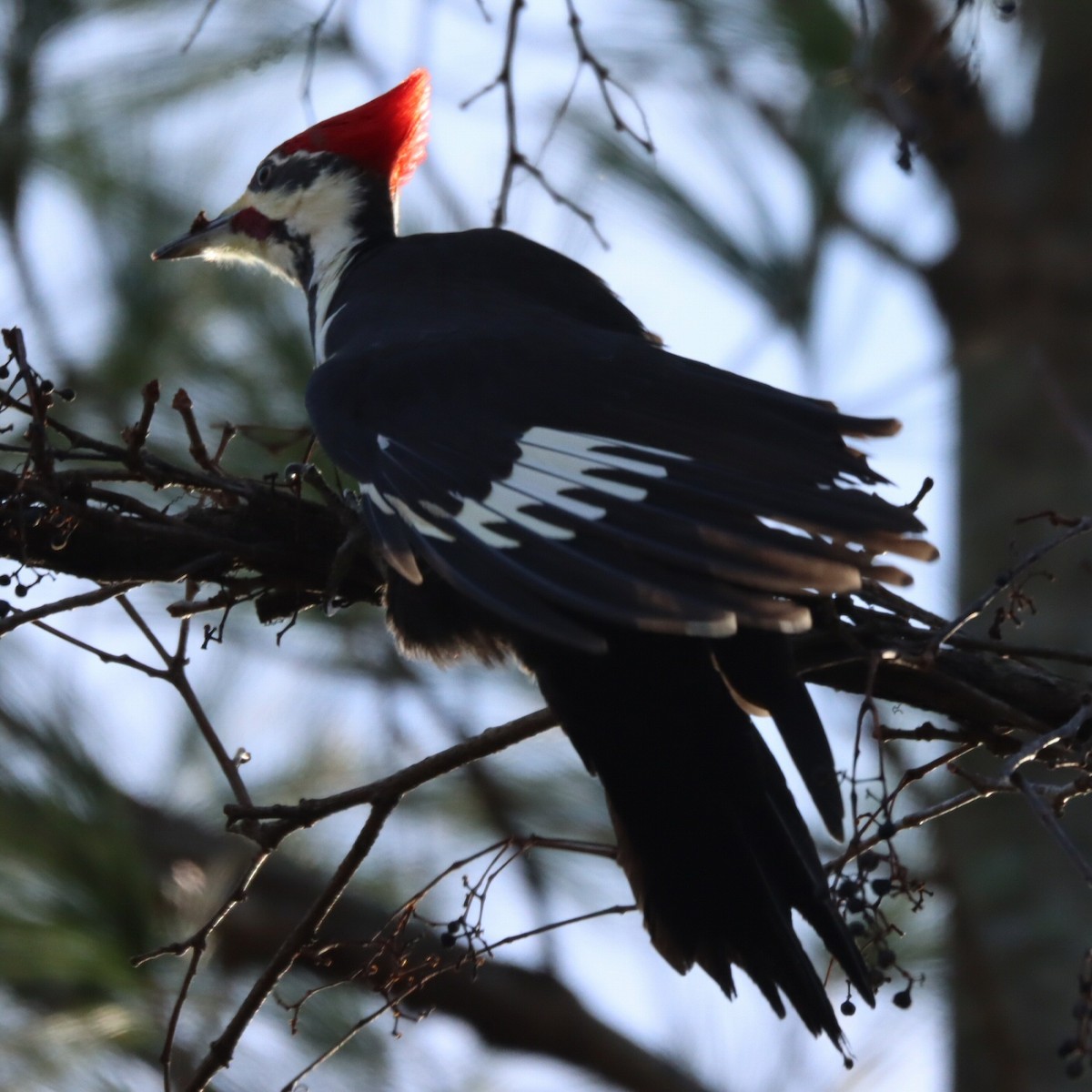 Жовна північна - ML645815964