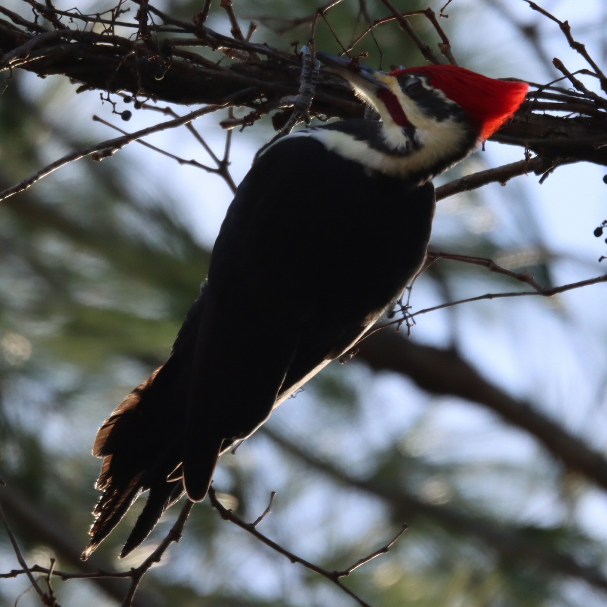 Жовна північна - ML645815965