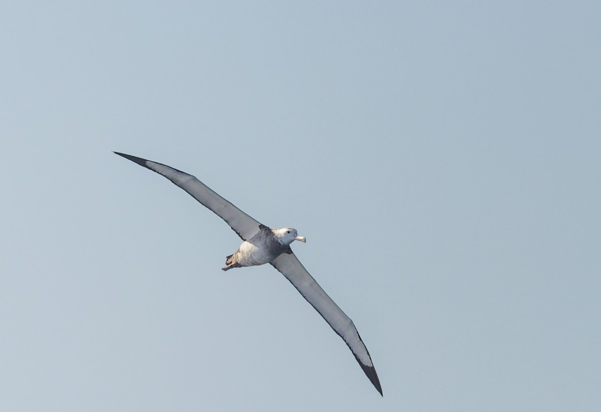 Antipodean Albatross - ML645815977