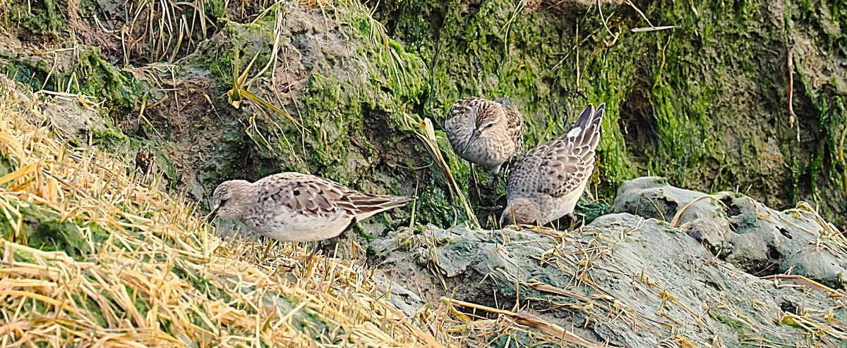 bonapartesnipe - ML645815979