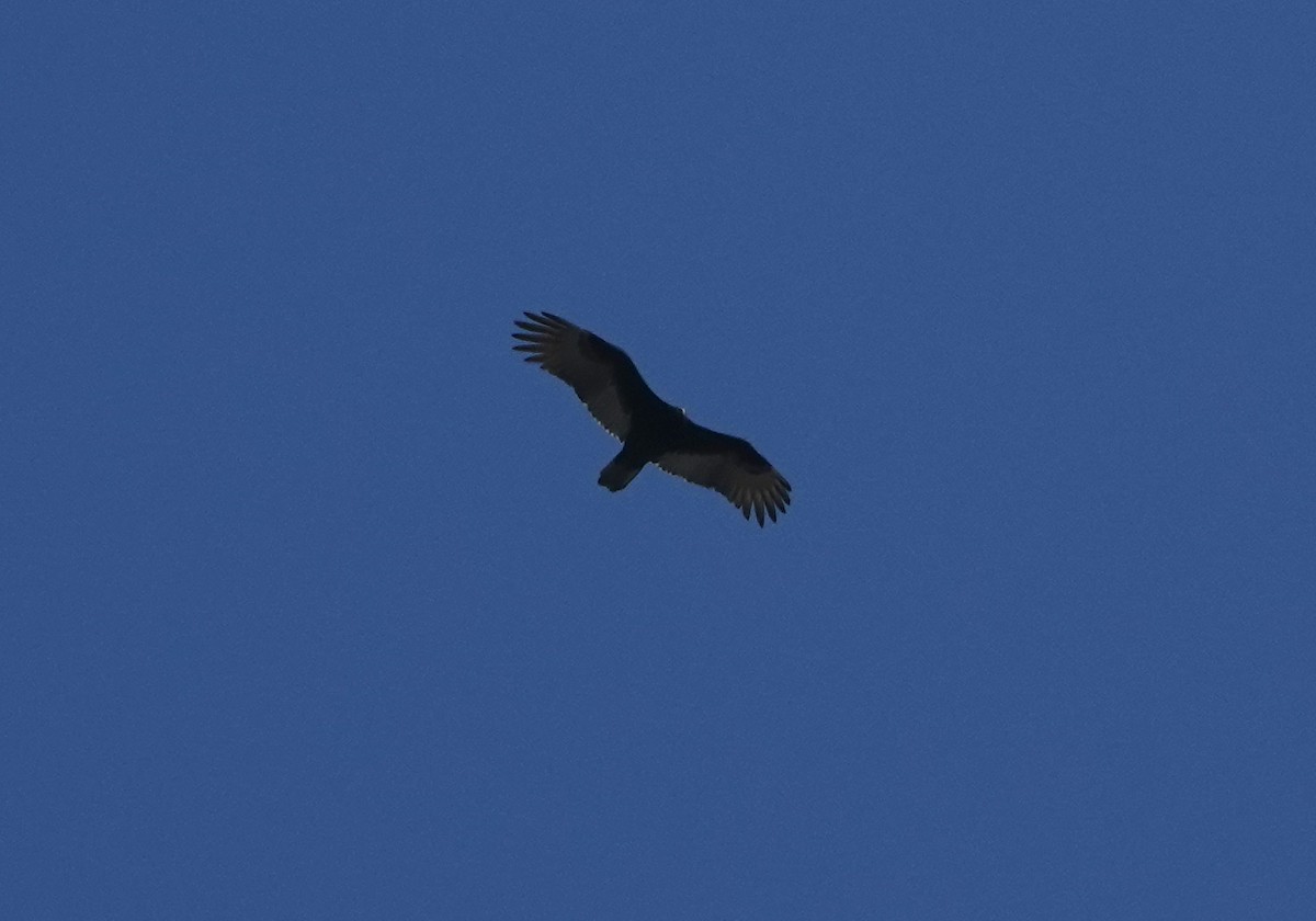 Turkey Vulture - ML645815982