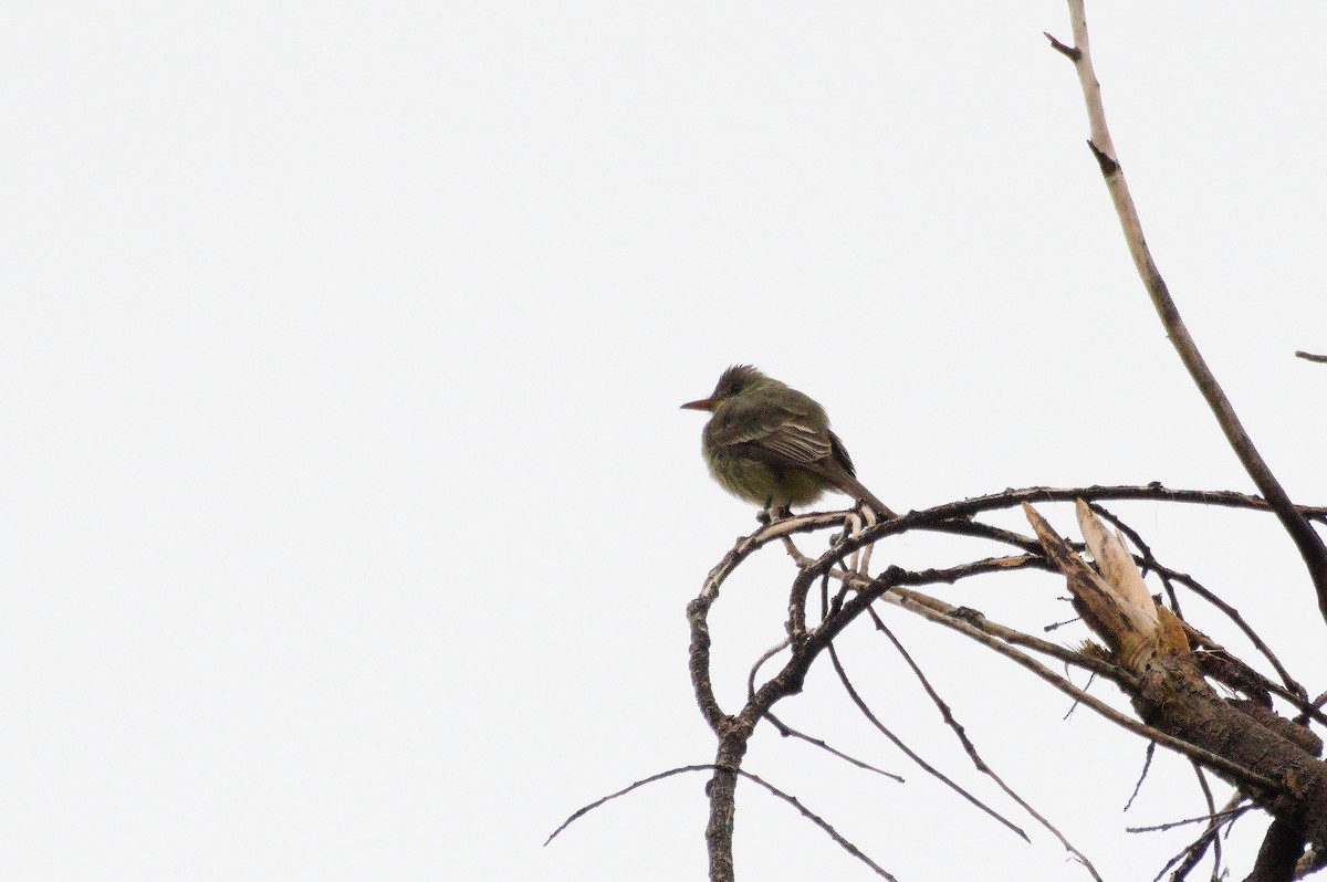 Greater Pewee - ML645815986
