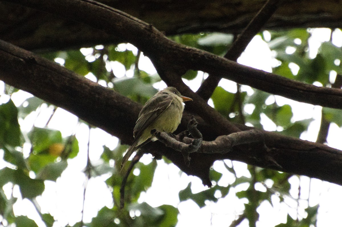 Greater Pewee - ML645815987