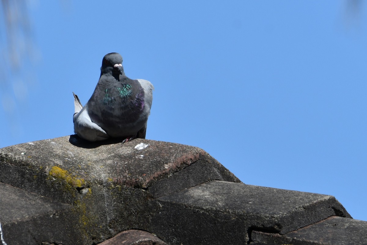 Rock Pigeon (Feral Pigeon) - ML645815991