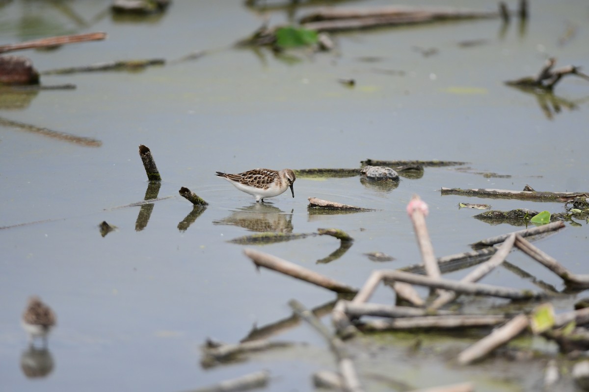 Little Stint - ML645815992