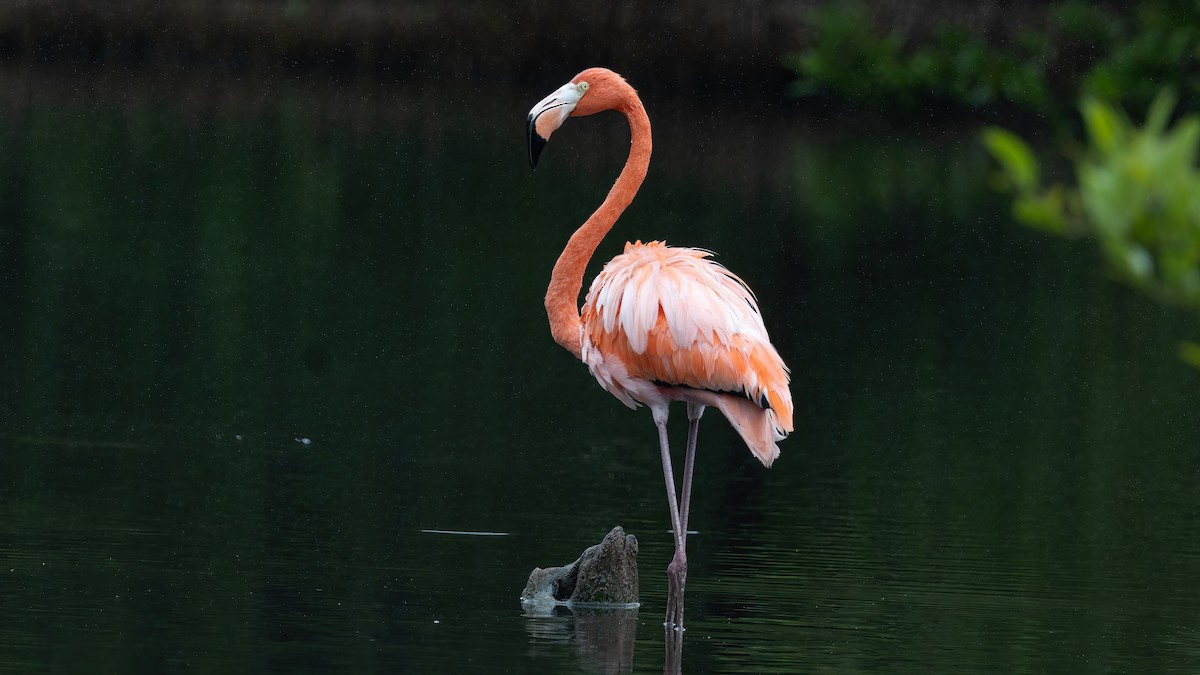 American Flamingo - ML645815993