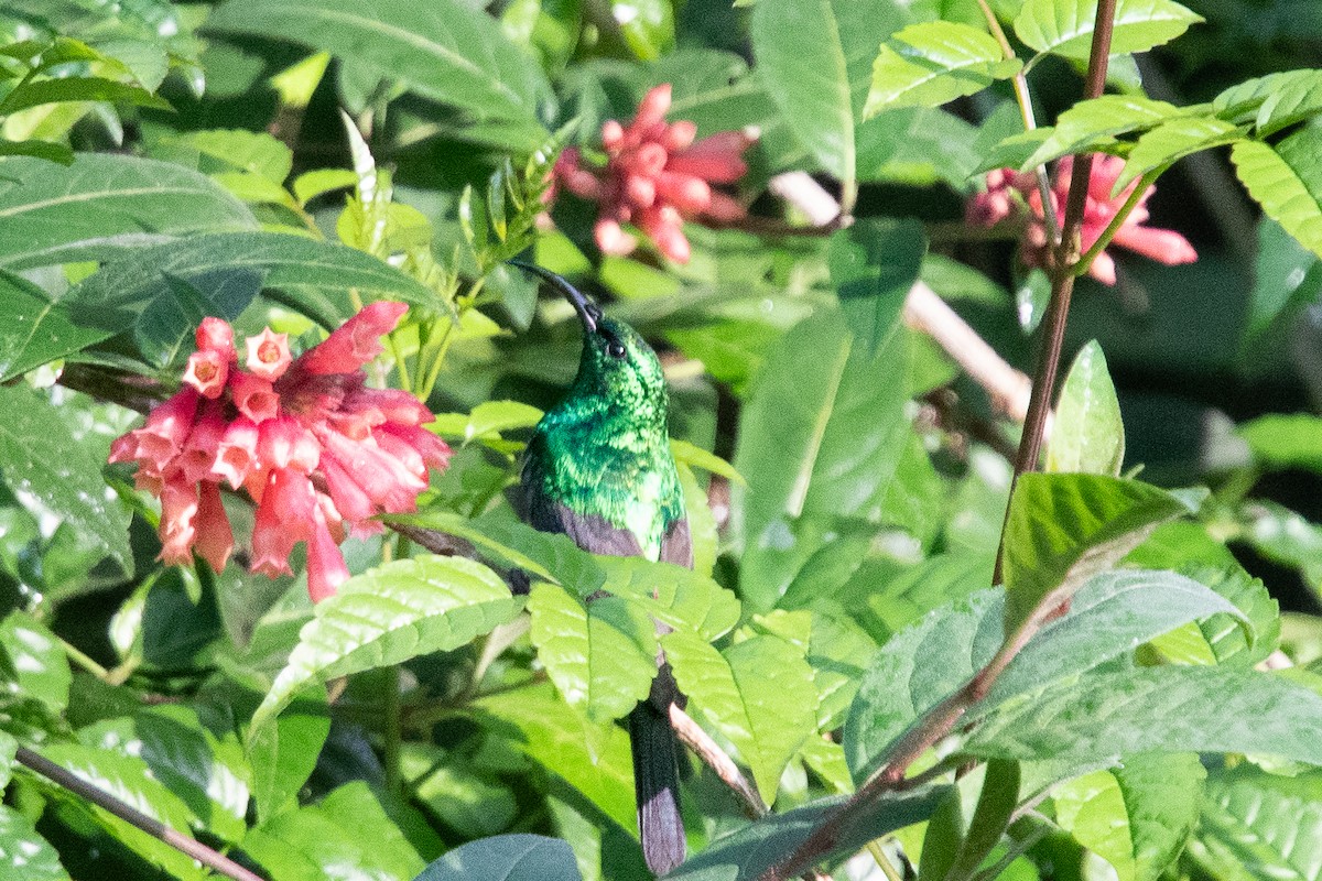 Greater Double-collared Sunbird - ML645815997