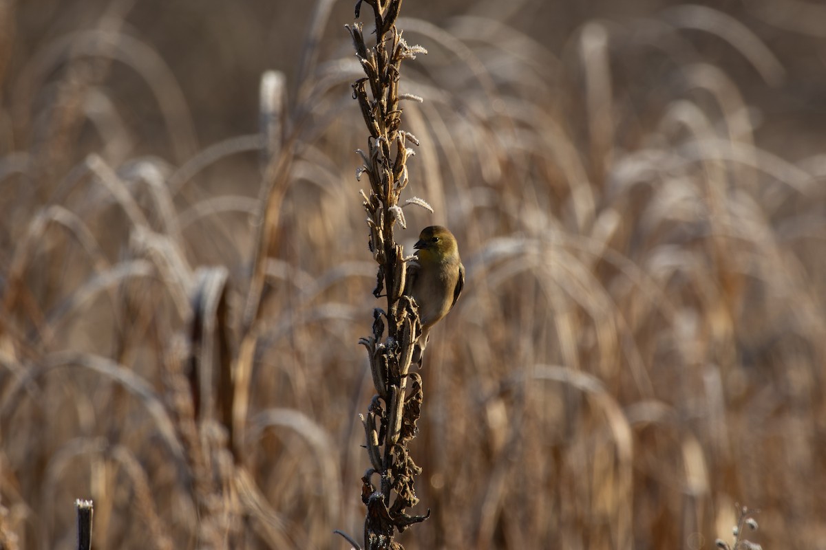 American Goldfinch - ML645815998