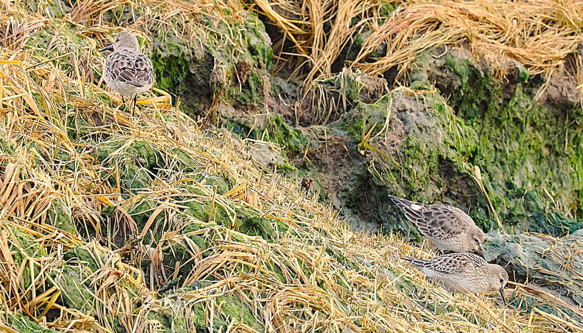 bonapartesnipe - ML645815999