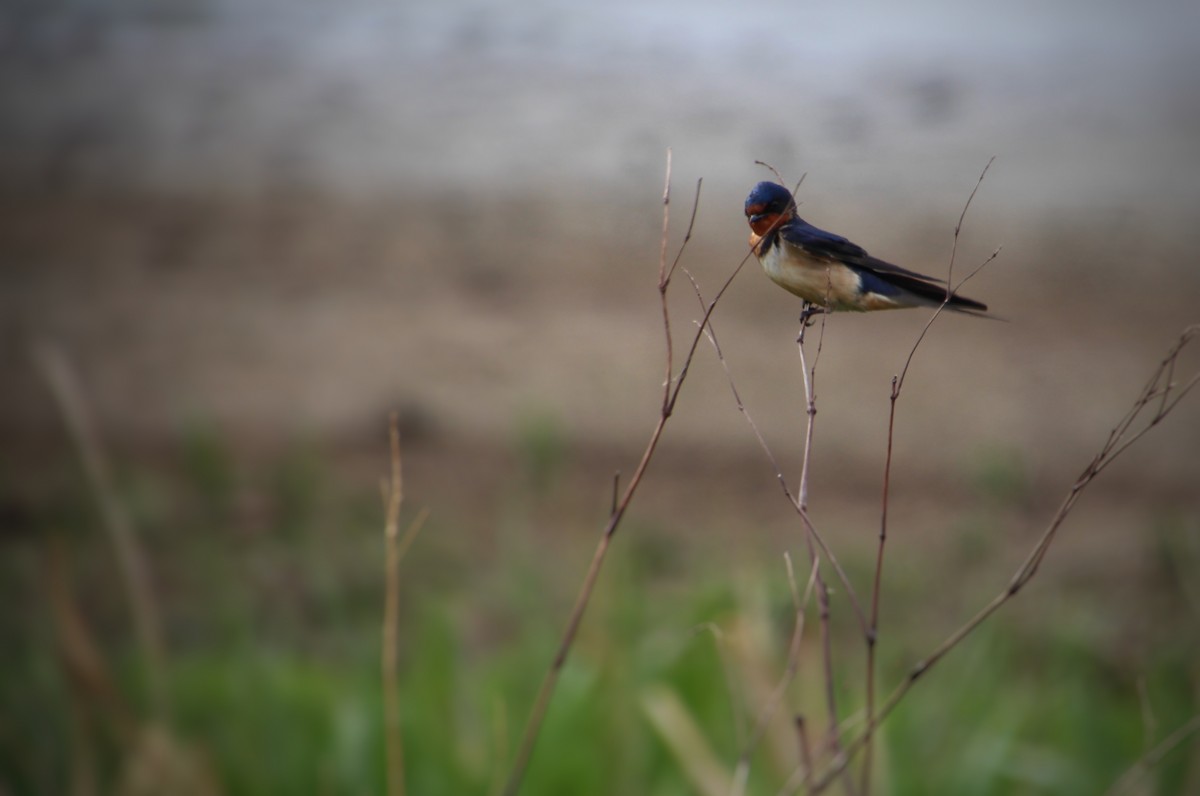 vlaštovka obecná - ML645816001