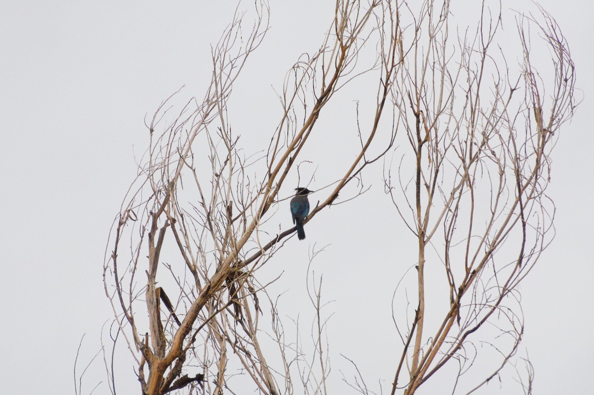 Steller's Jay - ML645816006
