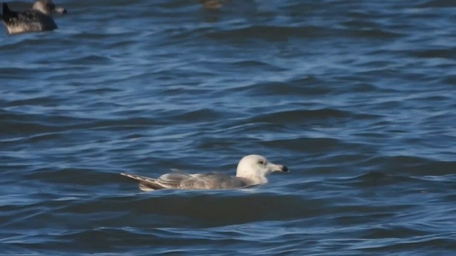 Мартин sp. - ML645816017