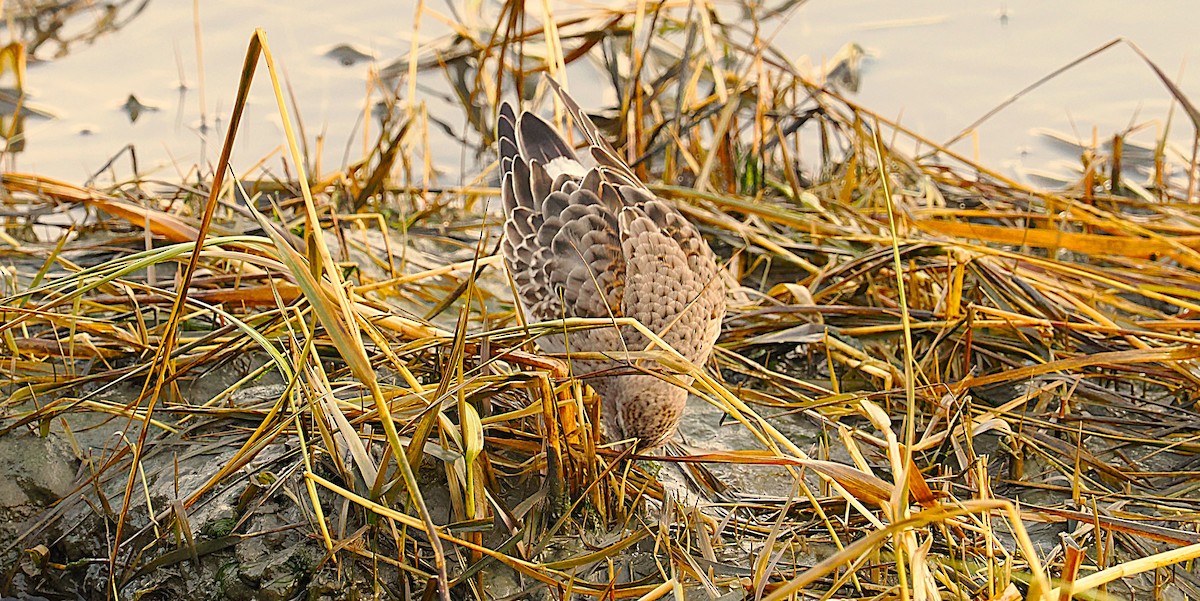 bonapartesnipe - ML645816020