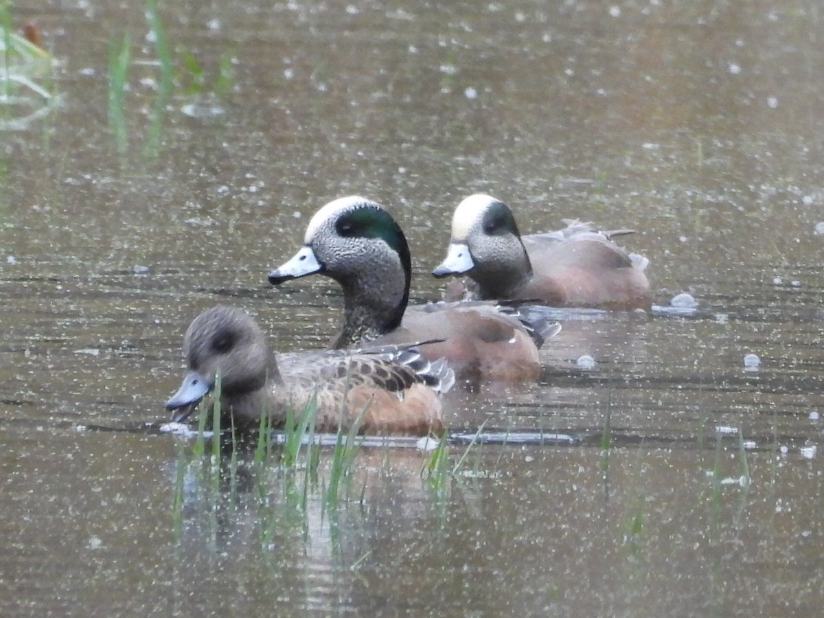 American Wigeon - ML645816031