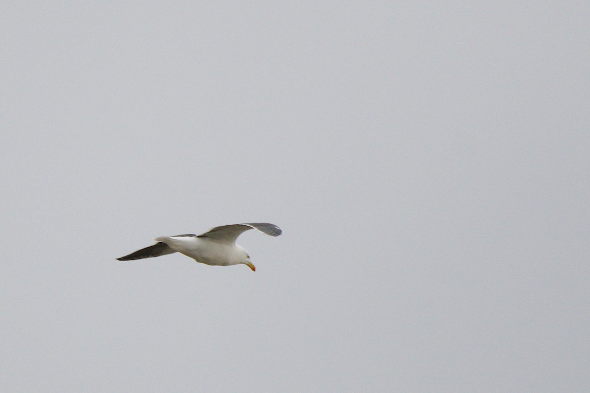 Great Black-backed Gull - ML645816032