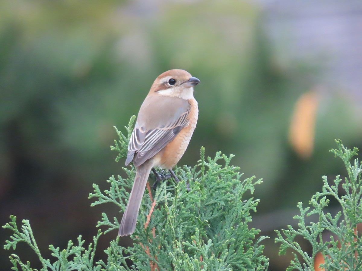Bull-headed Shrike - ML645816049