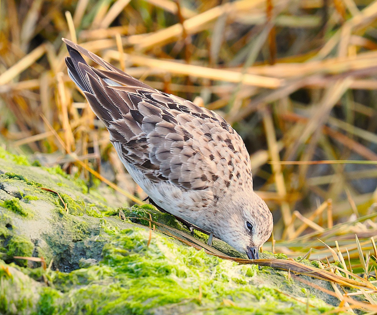 bonapartesnipe - ML645816051