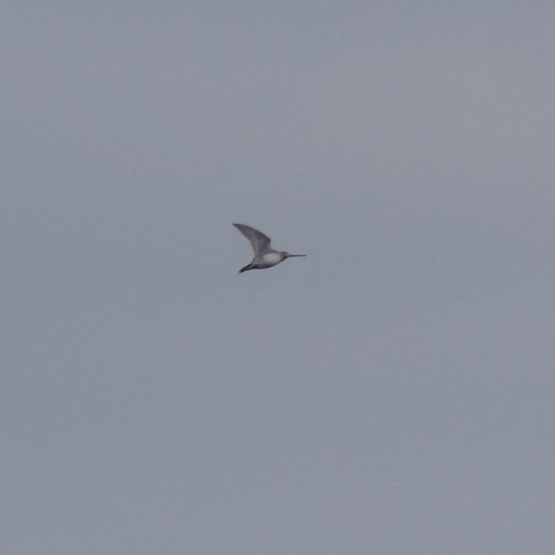 Wilson's Snipe - ML645816052