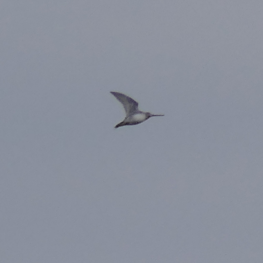 Wilson's Snipe - ML645816053