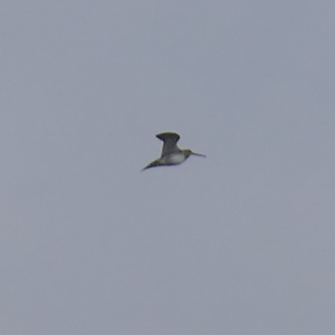 Wilson's Snipe - ML645816056