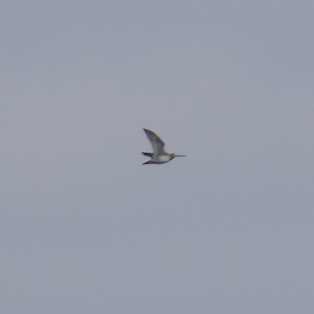 Wilson's Snipe - ML645816057