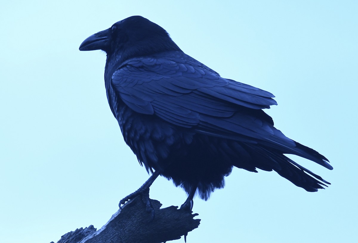 Corvo imperiale - ML645816062