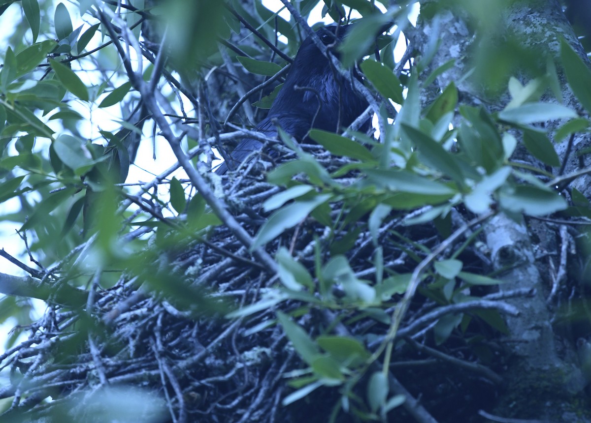 Corvo imperiale - ML645816063