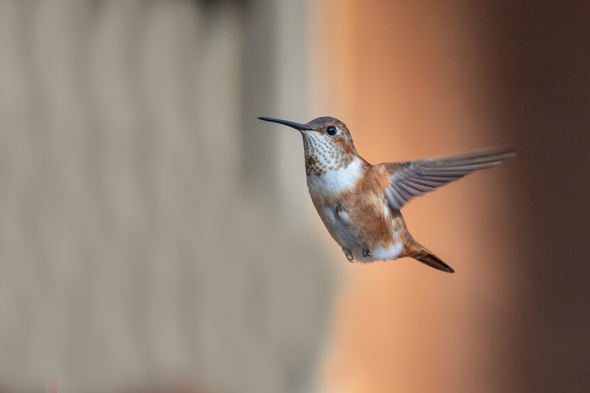 Rufous Hummingbird - ML645816065