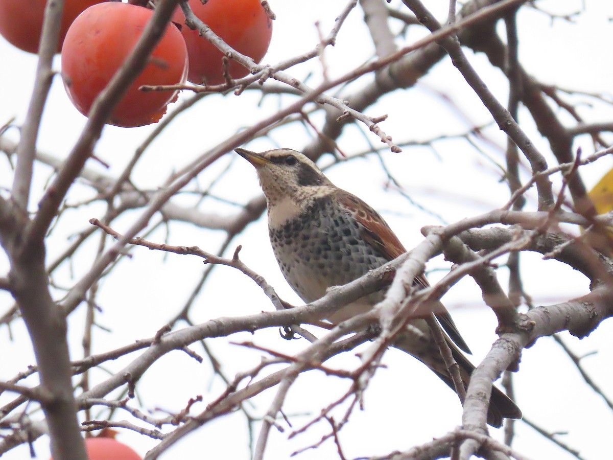 Dusky Thrush - ML645816072