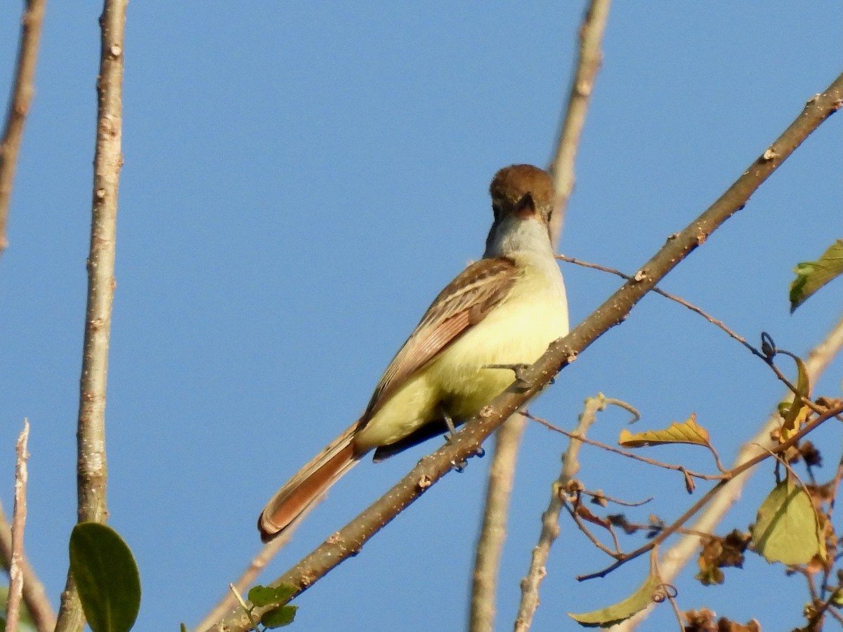 Brown-crested Flycatcher - ML645816073