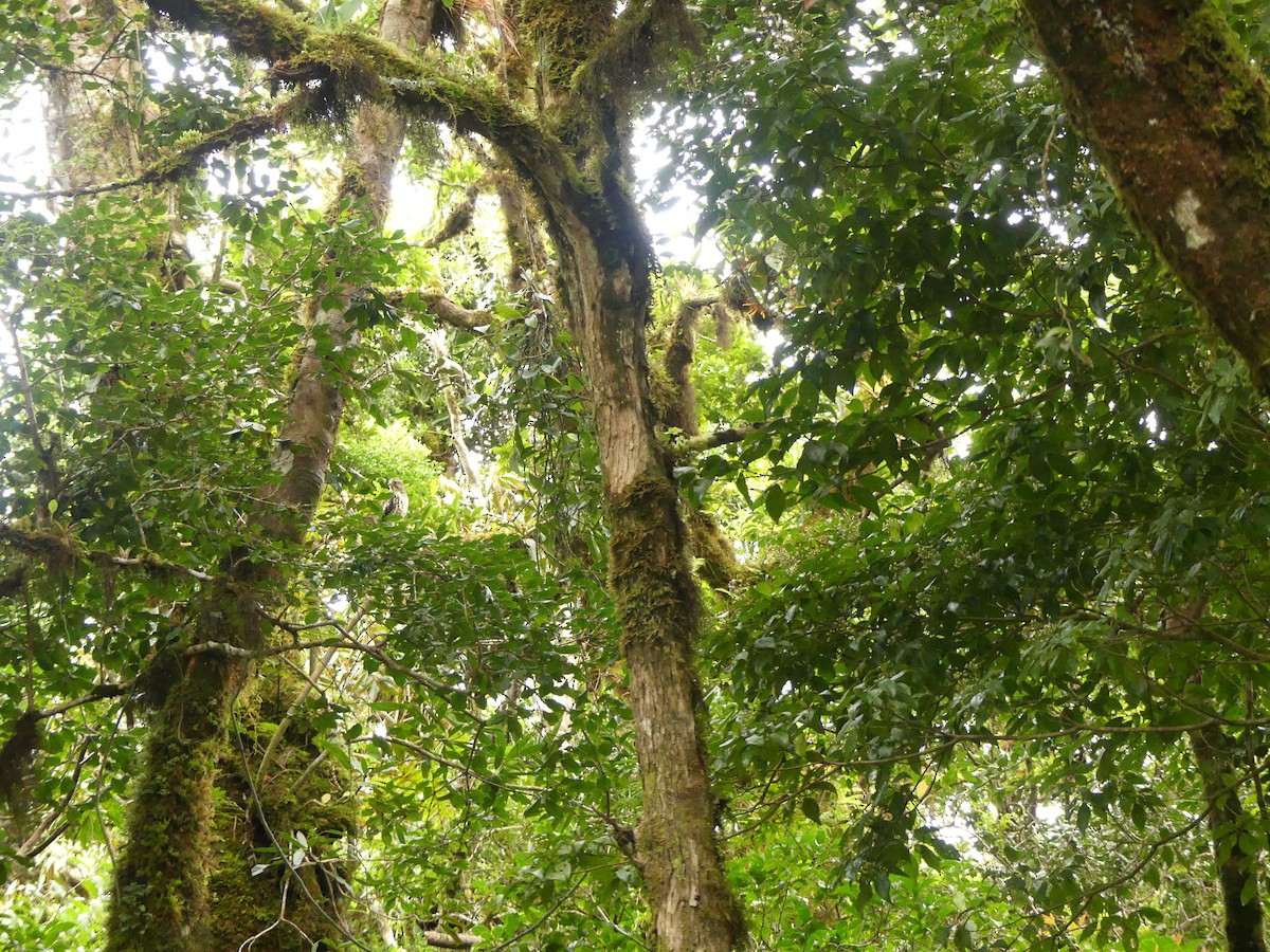 Канюк ширококрилий - ML645816074