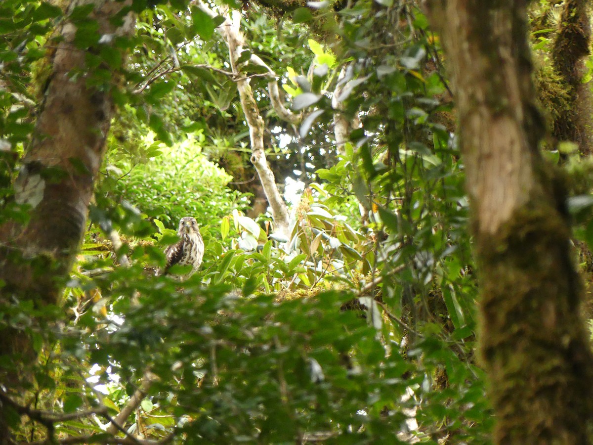 Канюк ширококрилий - ML645816079