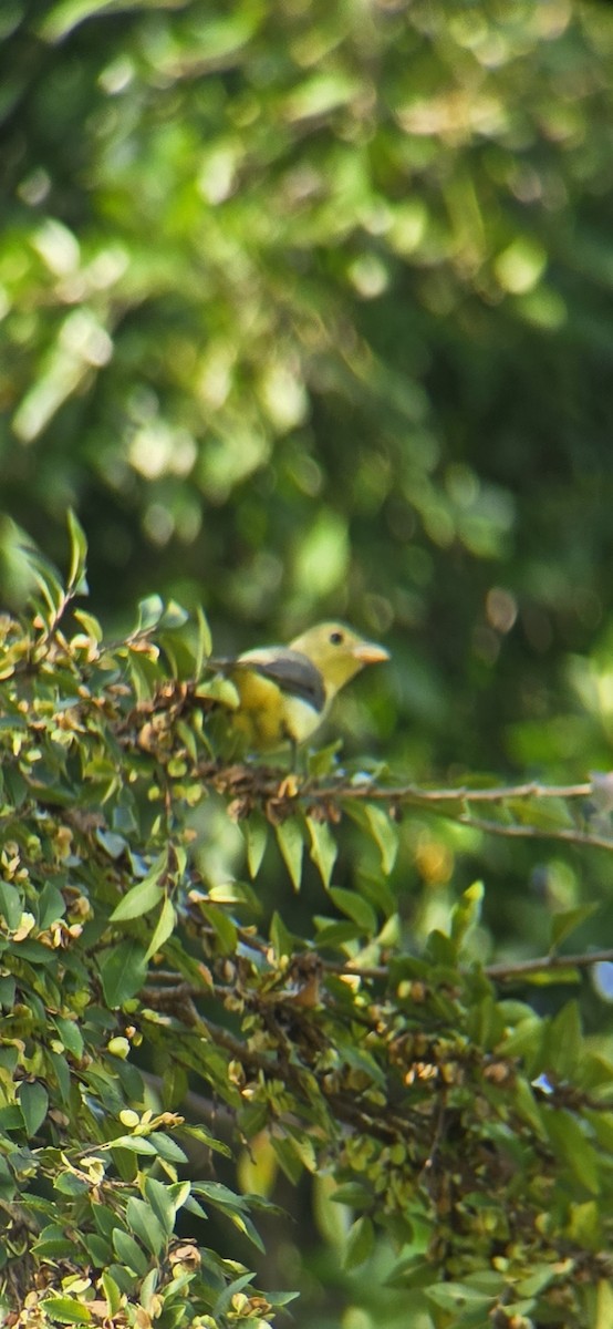 Scarlet Tanager - ML645816083