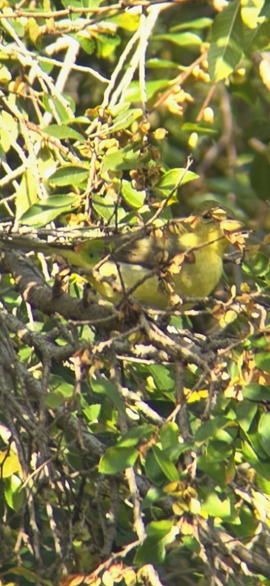 Scarlet Tanager - ML645816084